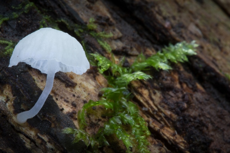 A small white fungi on a tree