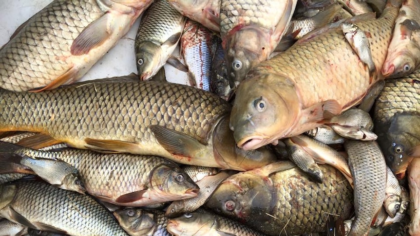 A pile of carp sit in a bucket after being caught at the SA Carp Frenzy.