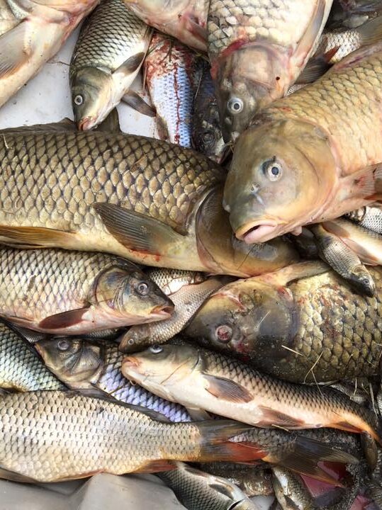A pile of carp sit in a bucket after being caught at the SA Carp Frenzy.
