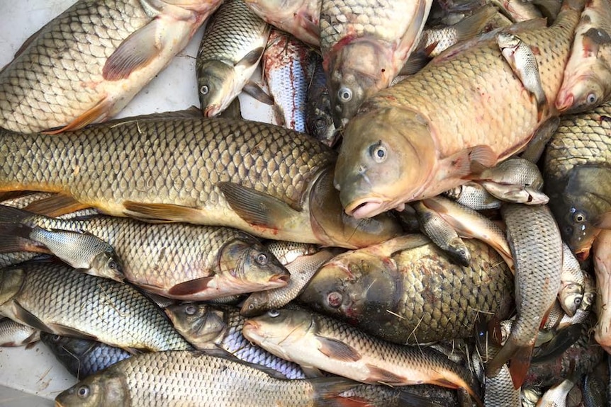 A pile of carp sit in a bucket after being caught at the SA Carp Frenzy.