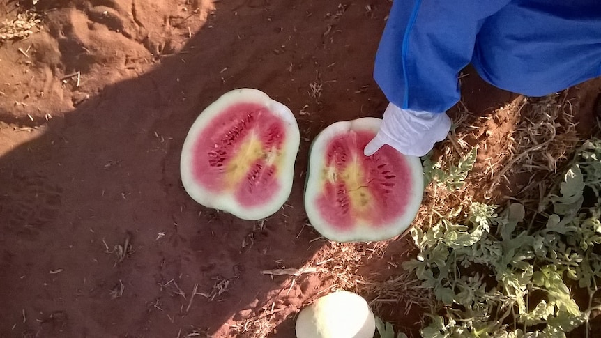 An infected watermelon in Northern Territory.