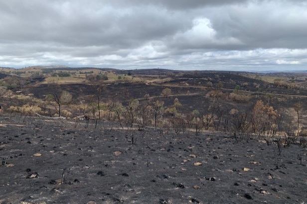 Burnt hills with a few trees scattered 