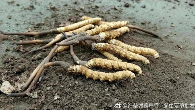 A number of mummified caterpillar with fugus growing from its head on the ground.