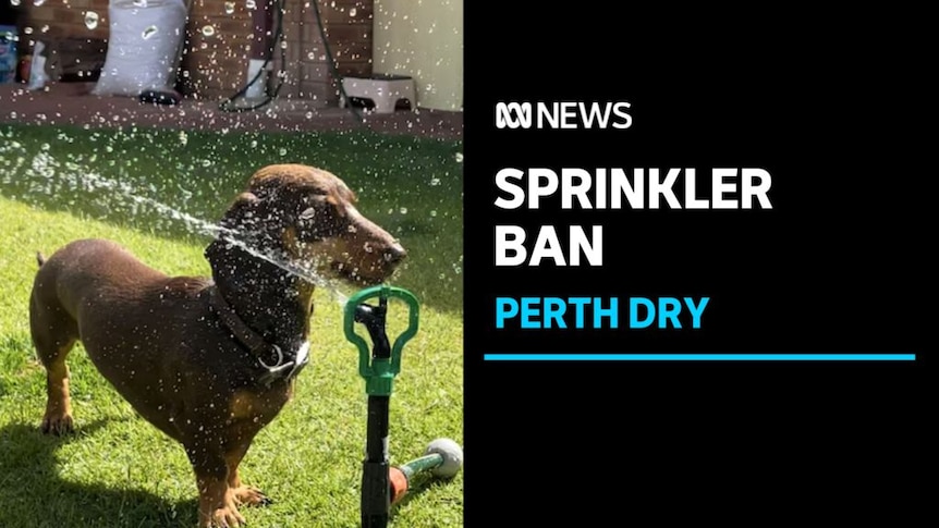 Sprinkler Ban, Perth Dry: A daschund breed of dug stands next to a sprinkler getting sprayed in the face.