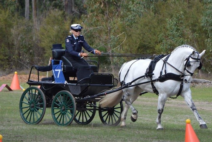 A photo of Merryn Bojcun operating a horse-drawn carriage