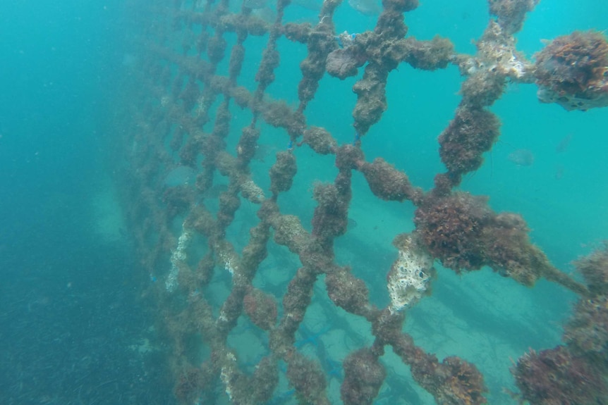 An eco shark barrier under the water at Western Australia's Coogee Beach