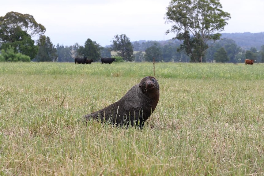 Fur seal sitting in a cow paddock near Bega