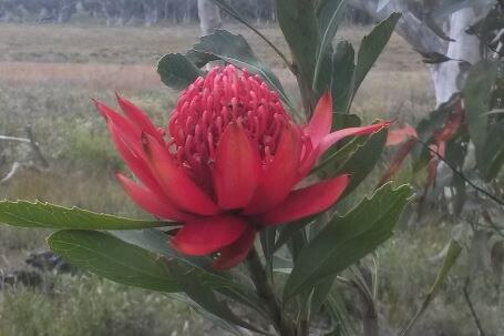 A waratah flower blooming in bushland.