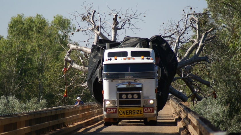 The 14-metre tall, 36-tonne tree arrived late yesterday afternoon