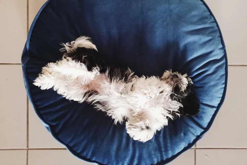 Peppa lies on her back on a blue round bed to depict surviving the week with a new pet puppy.