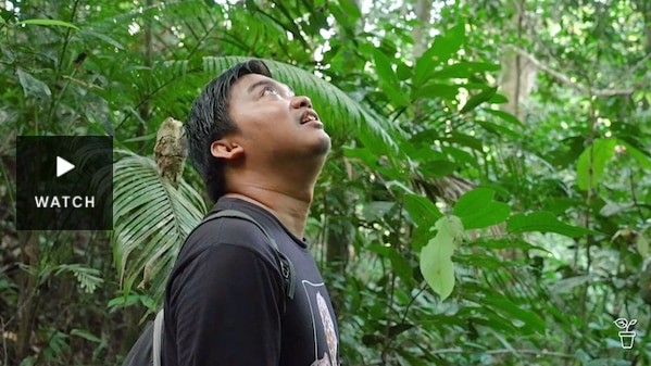 A man looking up at the tree canopy in a lush rainforest. Has Video.