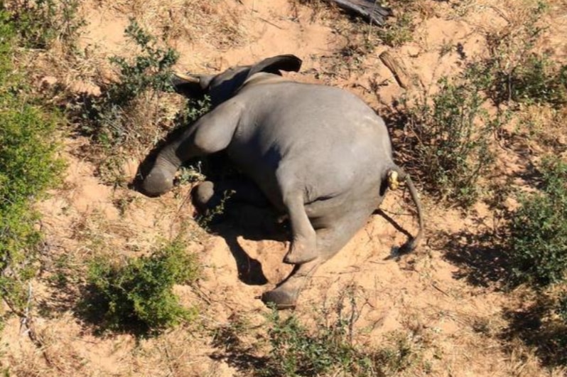 Dead elephant on ground.