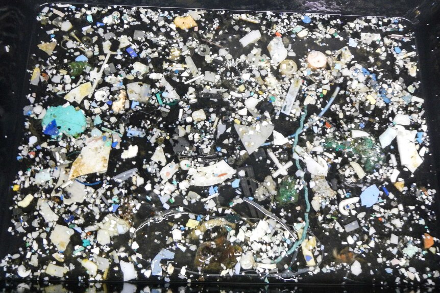 Debris collected during sampling of the Great Pacific Garbage Patch