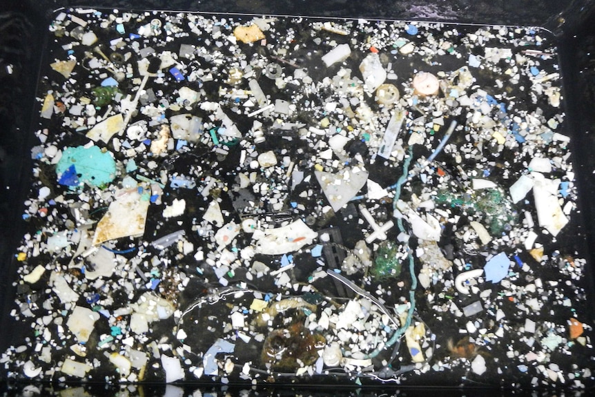 Colourful plastics float in a container of water.