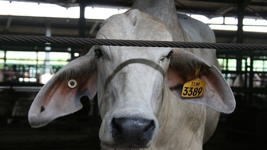 The Government is being challenged to toughen up cattle slaughter standards.