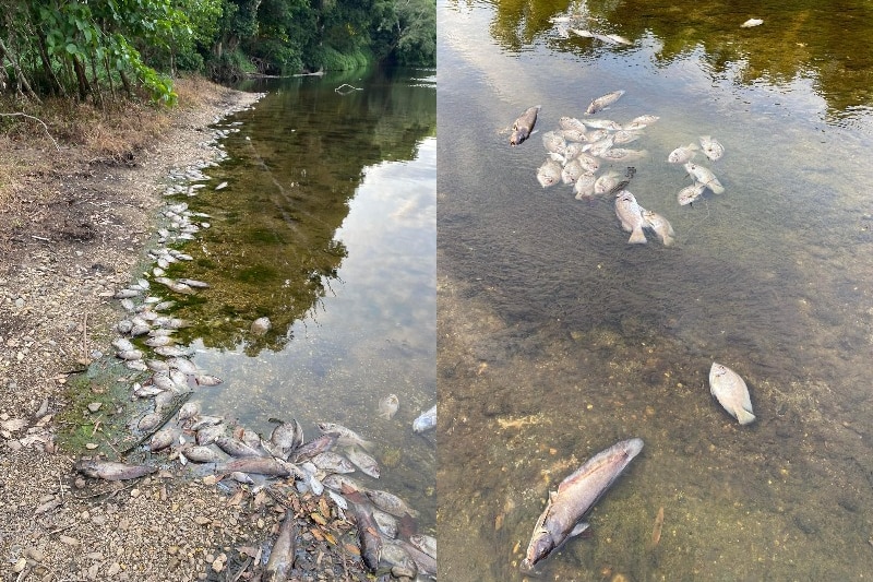 a composite image of dead fish in FNQ waterway