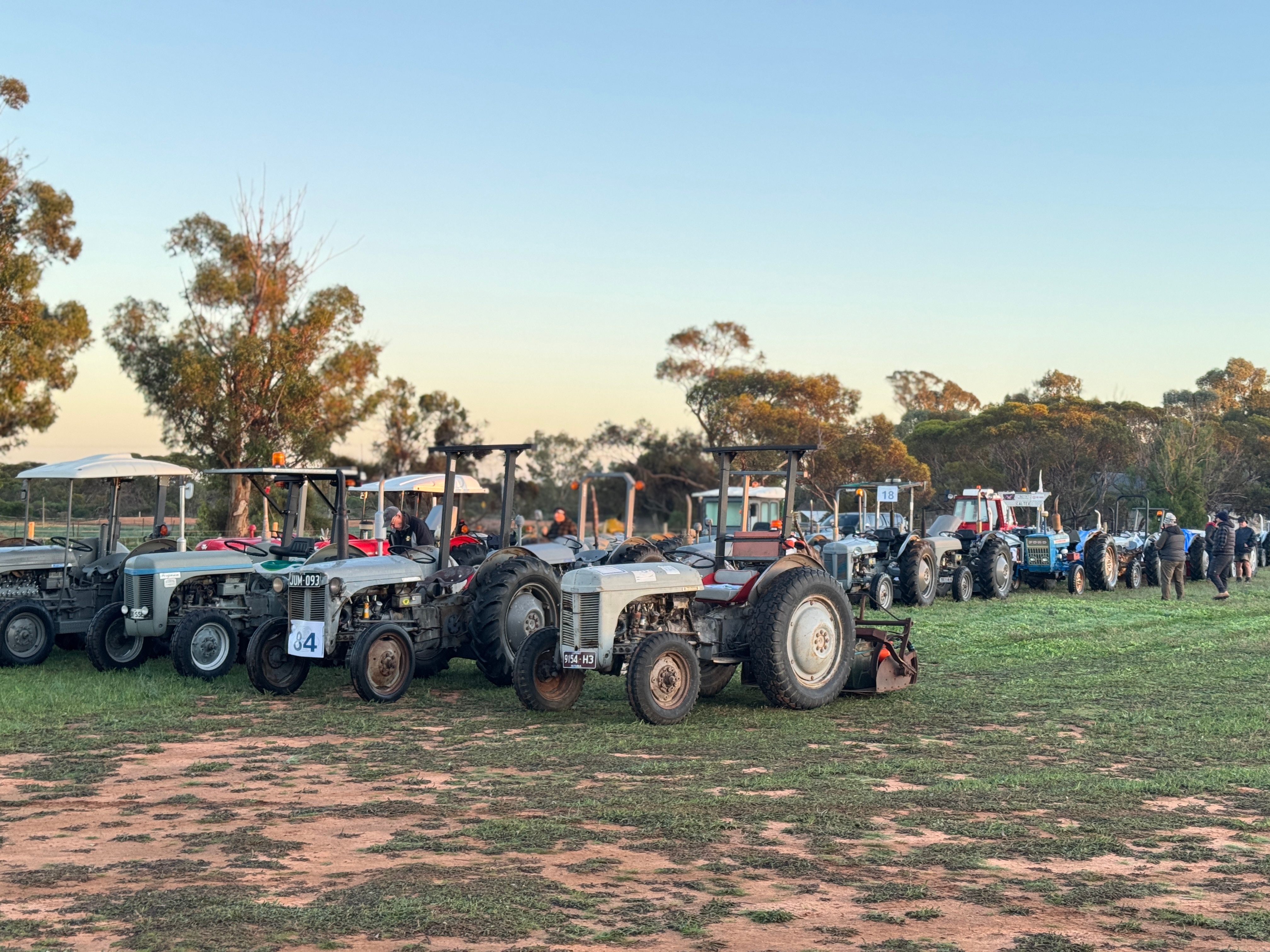 Una fila de tractores antiguos alineados en un prado en el mallee.