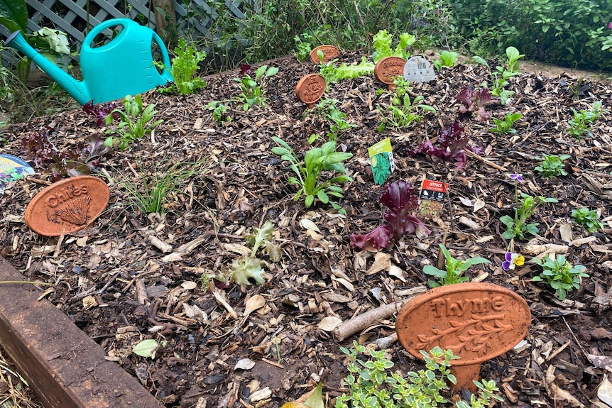 A backyard veg patch.