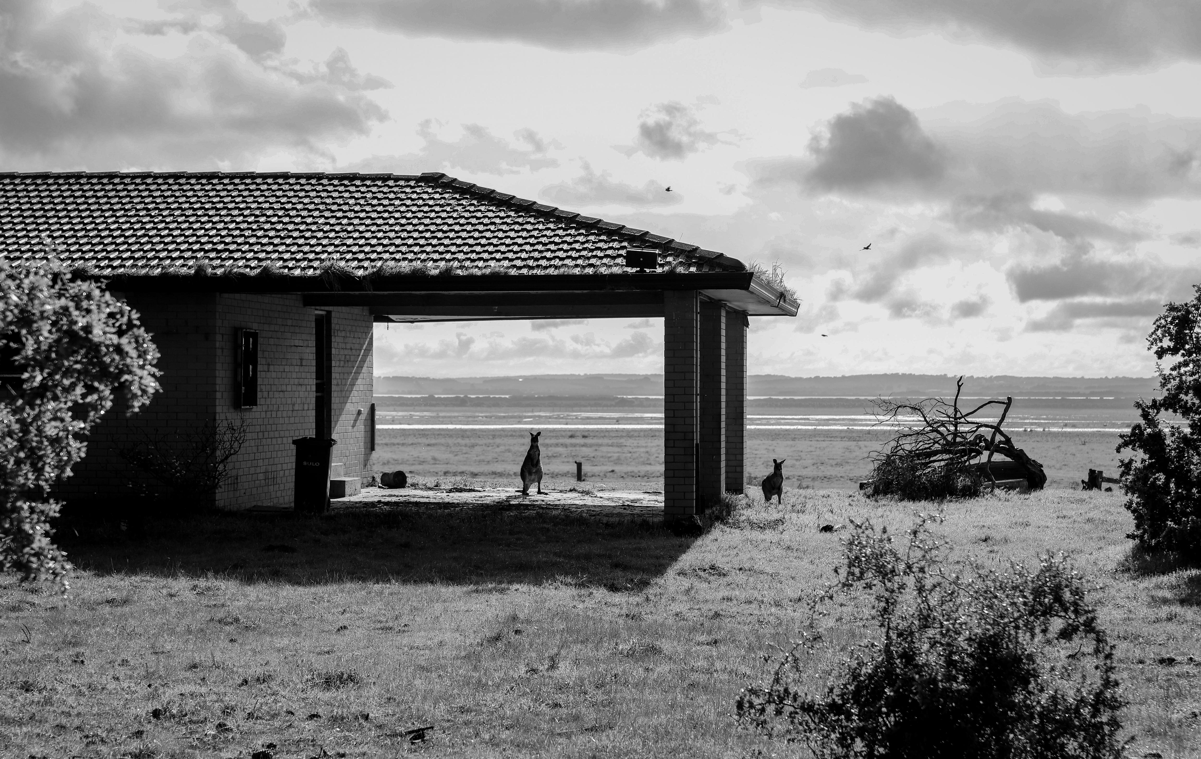 Black and white photo of an abandoned house with two kangaroos standing in a carport with marshland behind them