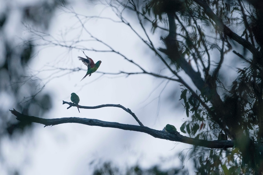 Swift parrots flying in trees.