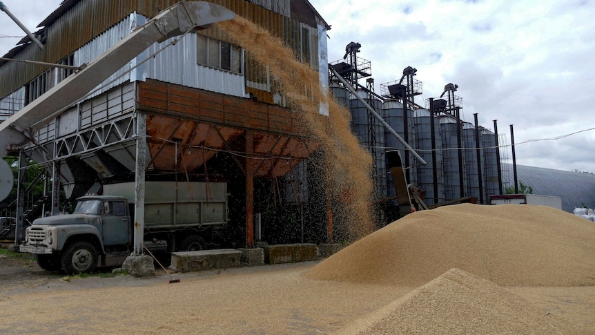 Grain terminal view as grain pours out of machine onto pile.