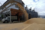 Grain terminal view as grain pours out of machine onto pile.