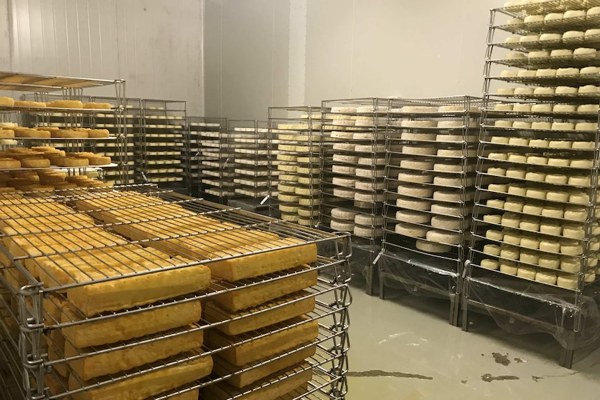 Stacks of different shaped and coloured cheese in the chilled maturation room.