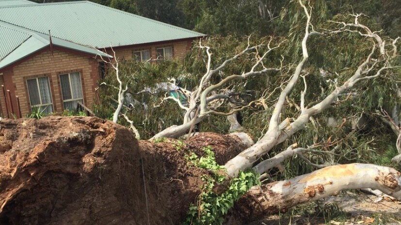 fallen tree at a house at Nairne