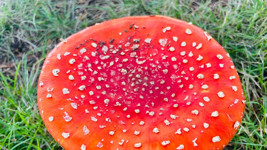The fly agaric or Amanita muscaria toadstool is widespread across Yass Valley and the Capital Region.