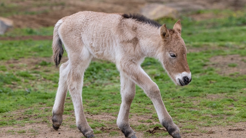 A light brown horse foal walks on grassy turf. 