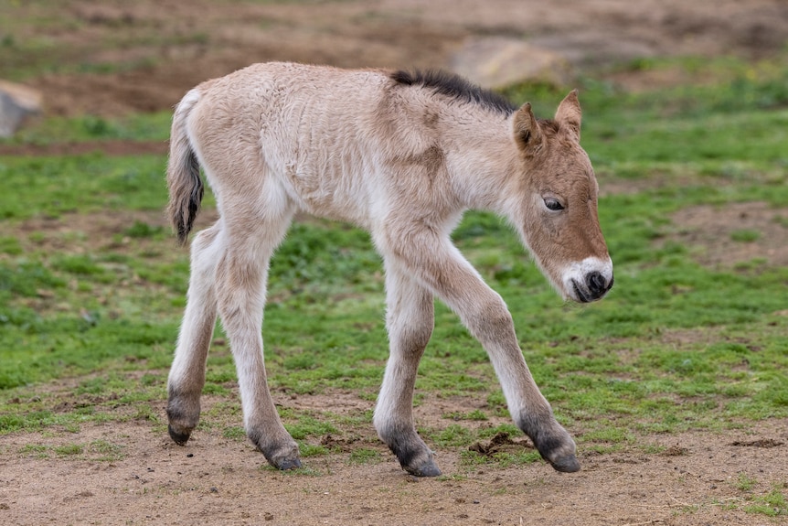 A light brown horse foal walks on grassy turf. 