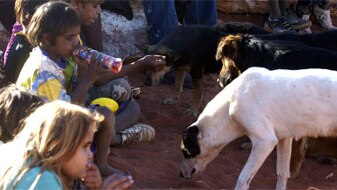 Dogs mill around young Aboriginal children at the Northern Territory Aboriginal community of Imanpa.