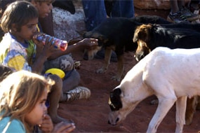 Dogs mill around young Aboriginal children at the Northern Territory Aboriginal community of Imanpa.