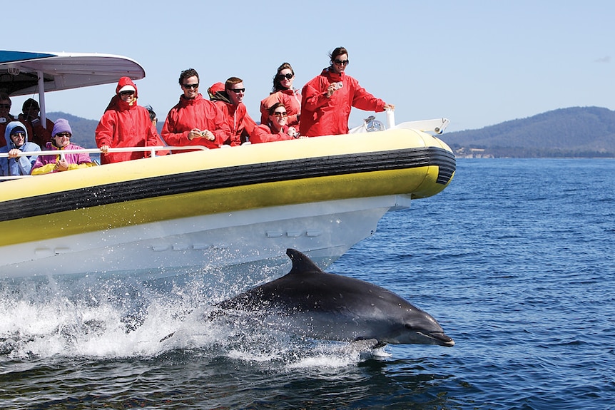 People wearing red jackets on a boat with a dolphin swimming alongside.