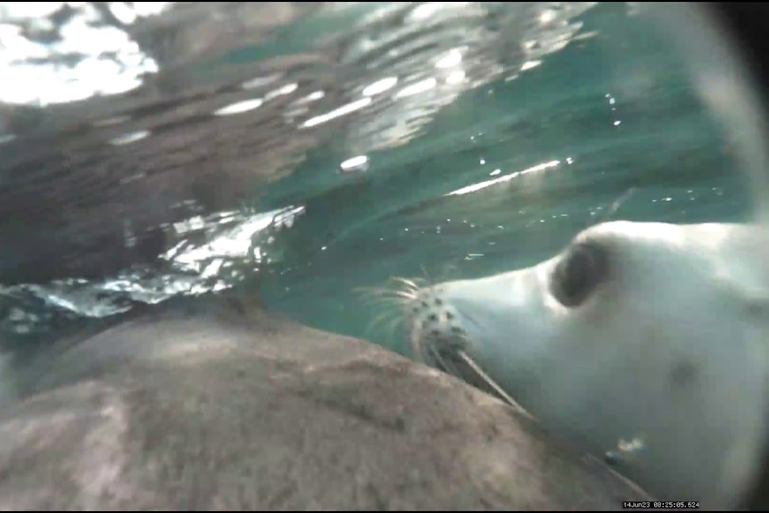 Close up of seal lion pup head near its mum's body