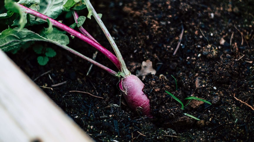 Turnip in the soil for a story about what to plant when