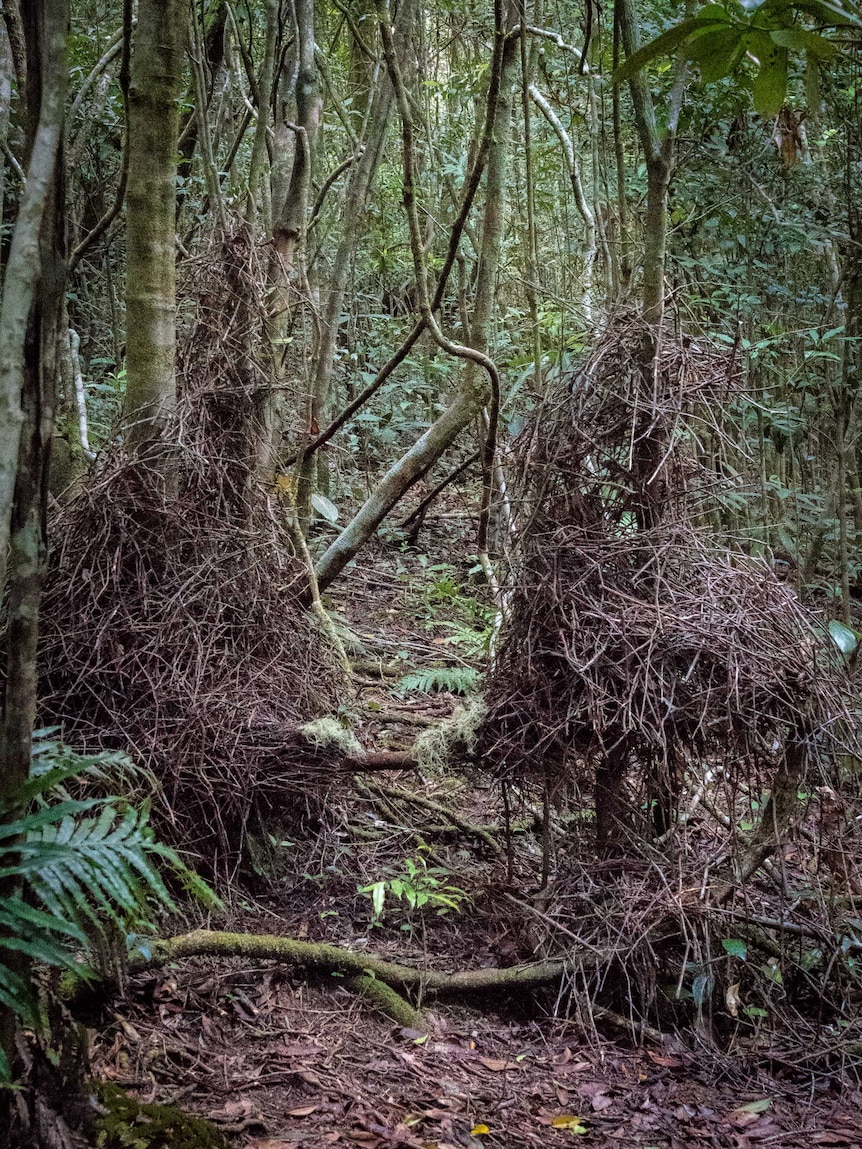 A golden bowerbird bower, two large columns of sticks, wound around trees in a rainforest.