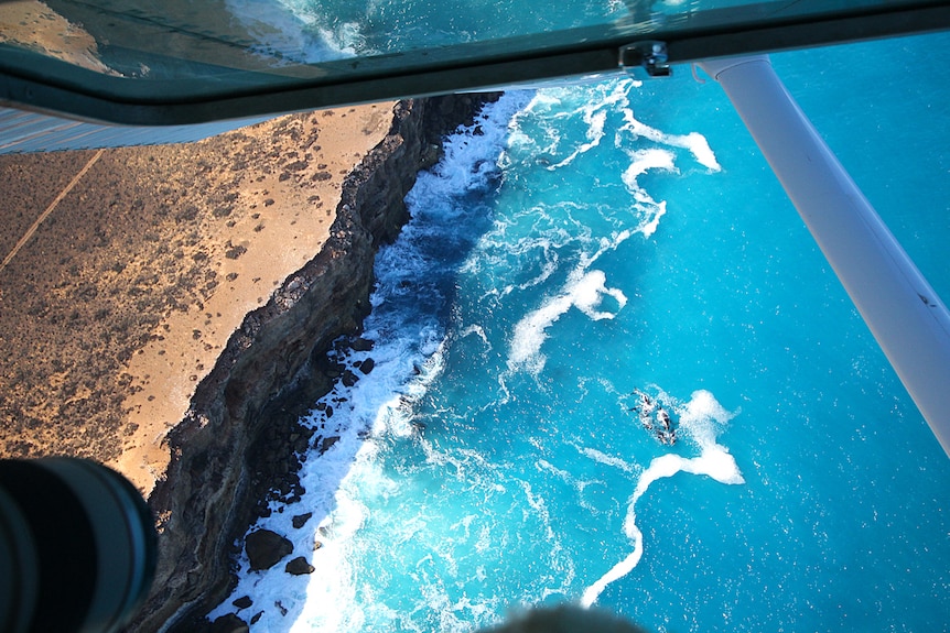 Whales seen from above swimming near cliffs through the window of a plane.