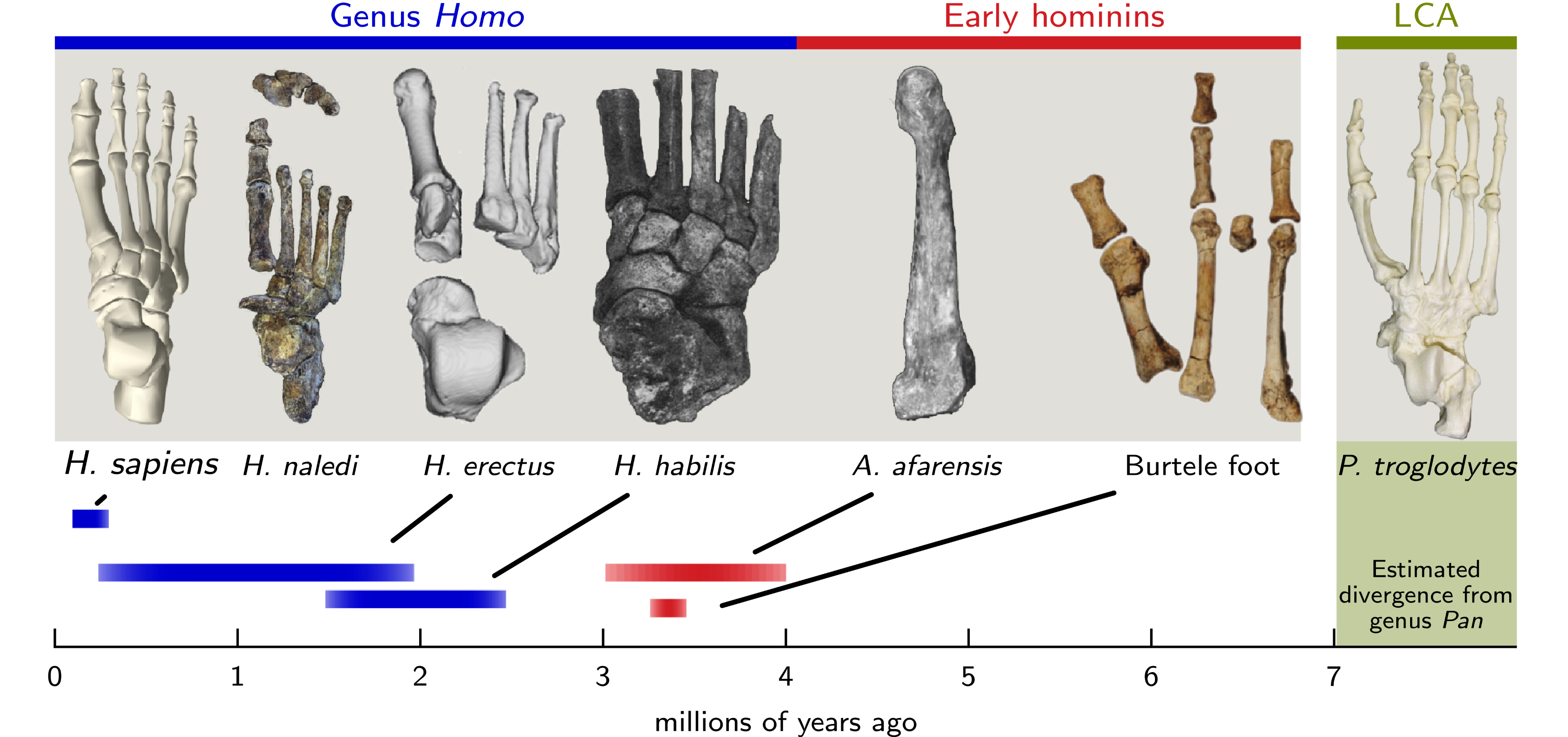 Diagram of fossil feet from different hominin species.