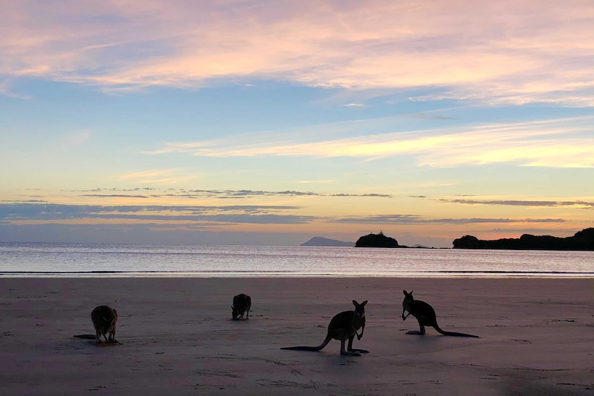 Wallabies feeding on the beach with a sunrise backdrop.