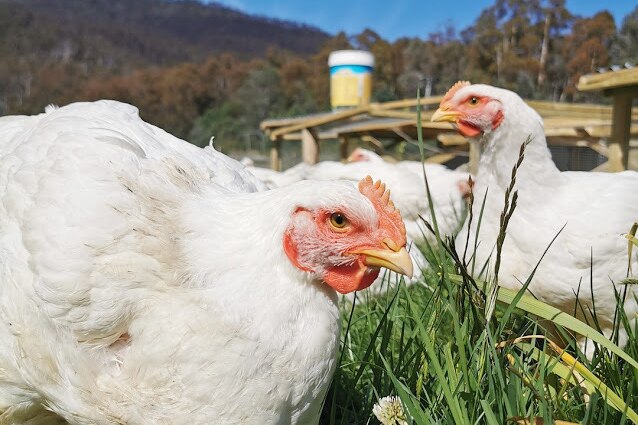 a close up of two chickens in a field
