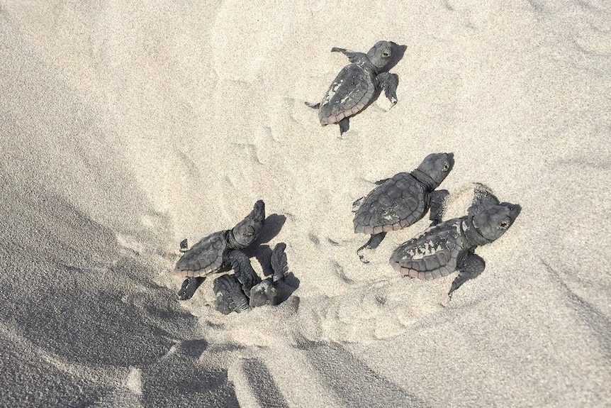 A shot from above of five loggerhead turtle hatchlings emerging from sand on a beach.