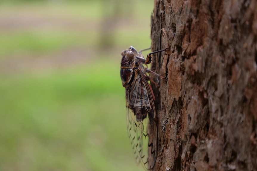 A 'razor grinder' cicada on a rough bark tree trunk.