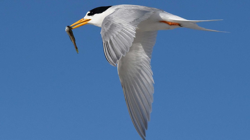 A Fairy Tern flying.