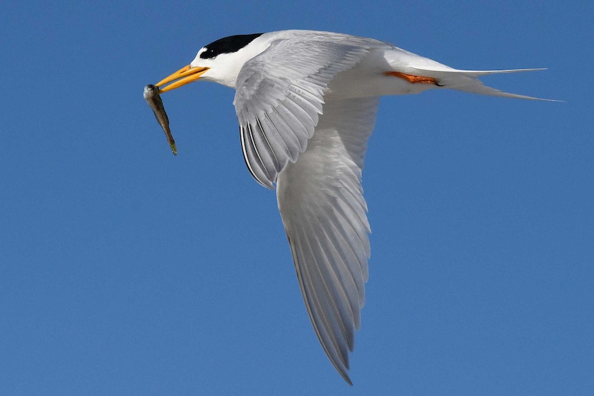 A Fairy Tern flying.