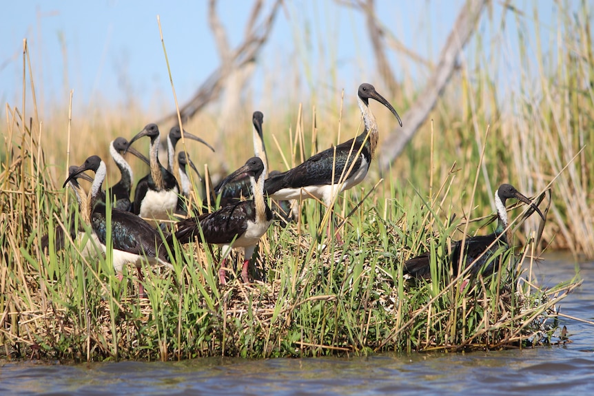 A group of black and white birds with long dark beaks sit on grass by water. 