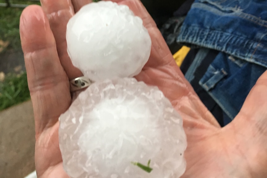 A wet adult sized hand holds two large hail stones. One is the size of the palm. 