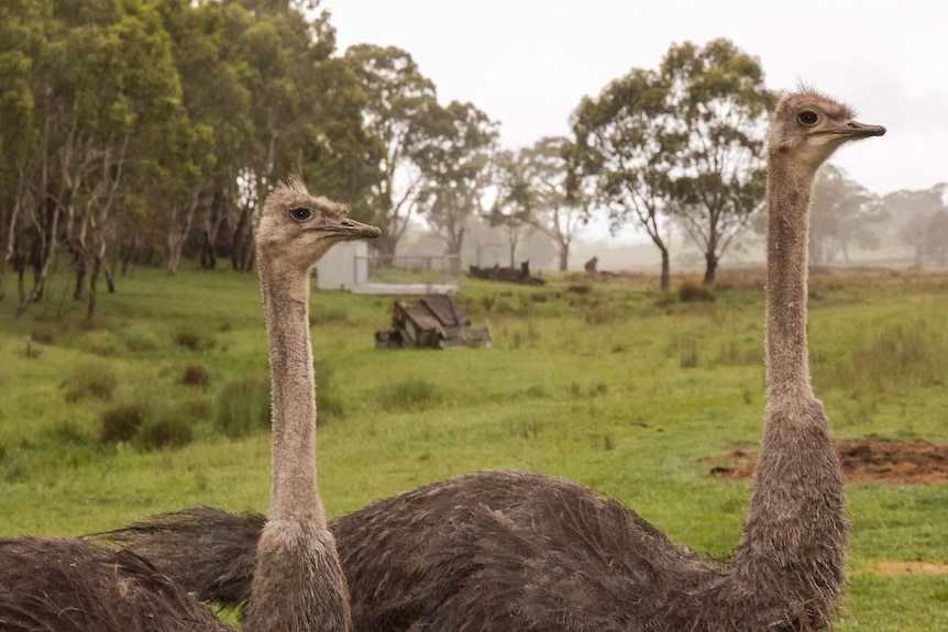 Two ostriches standing with their necks up on a rural property