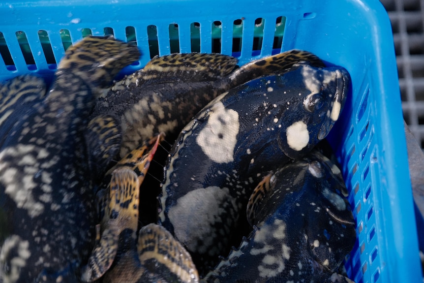 Photo of grouper in a basket.