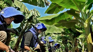 A de-mining team searches for cluster bombs in a banana field in south Lebanon.
